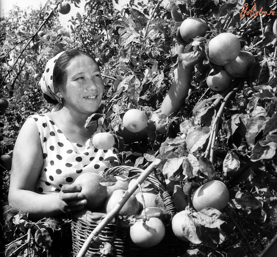 Алма-Ата - Сбор яблок в колхозе Горный гигант, 1950-1960