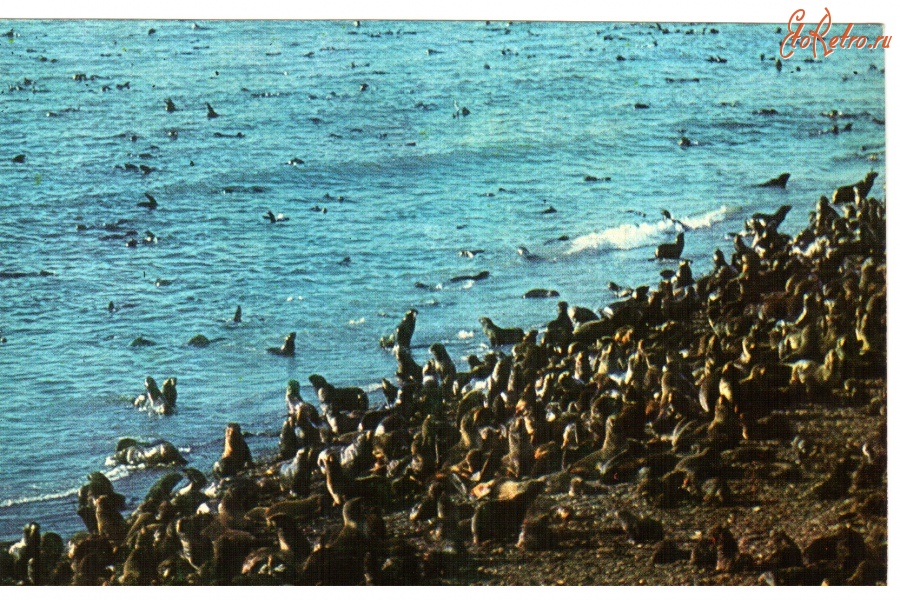 Ретро открытки - Остров Тюлений