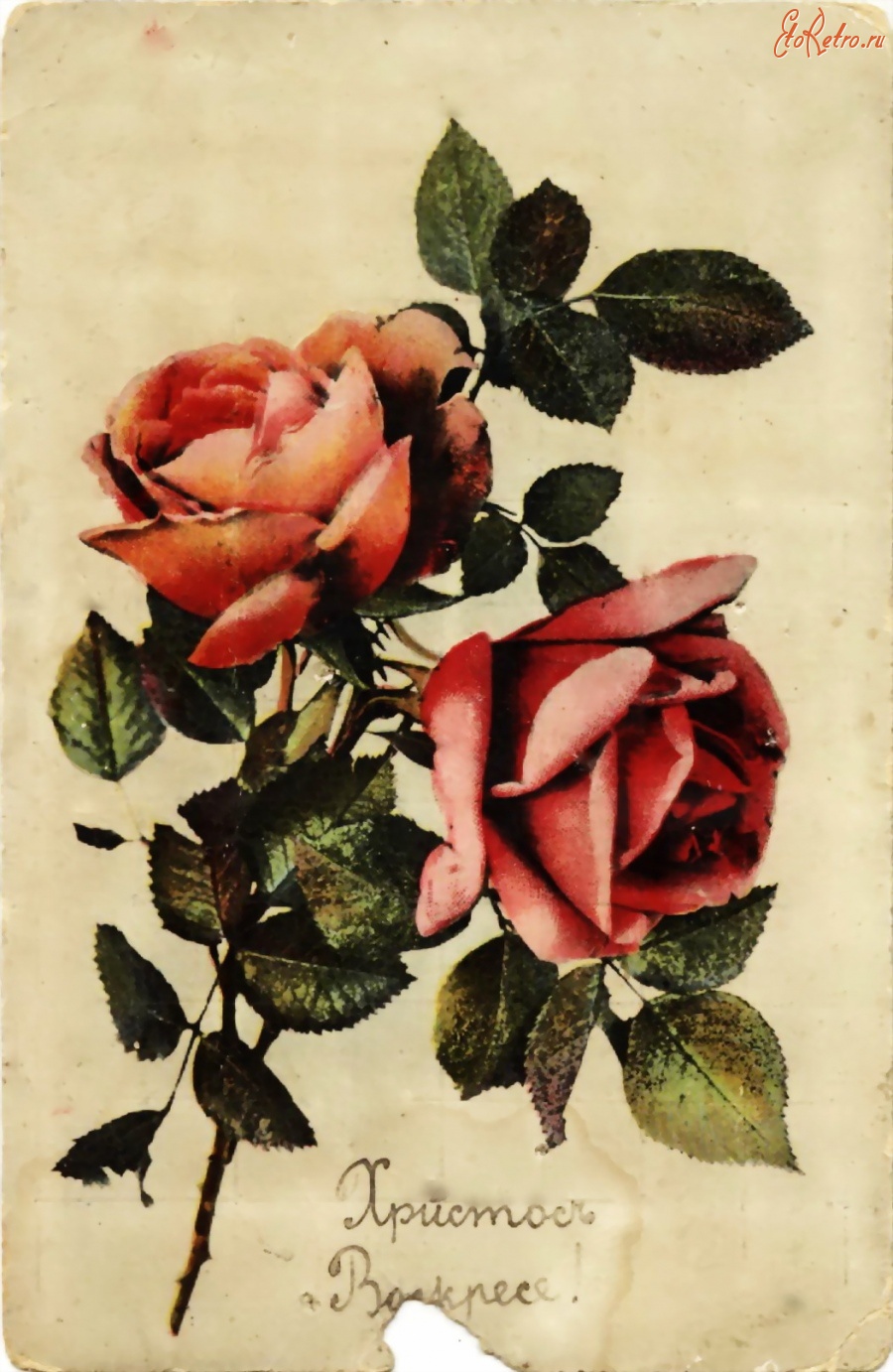 Открытка ретро-Садовые розы