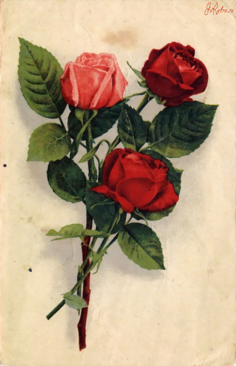 Розочки ссср. Советские открытки с розами. Старые открытки с розами. Ретро розы. Цветы ретро розы для открытки.