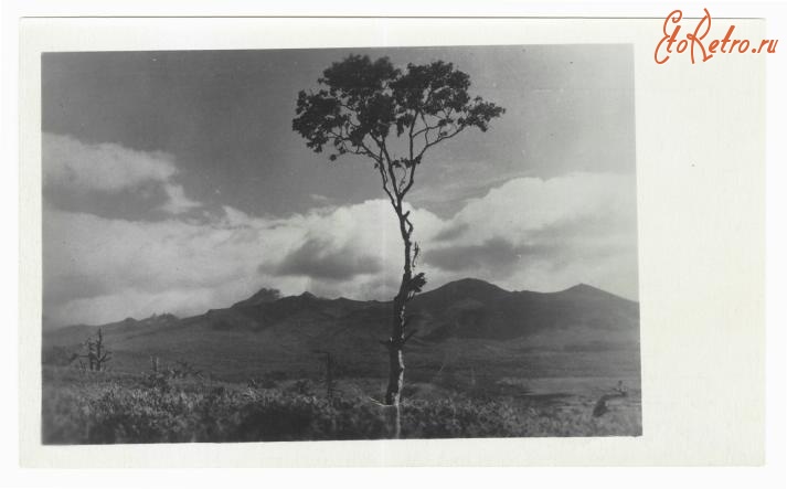 Ретро открытки - Открытка. Курильский пейзаж. 1959 г.
