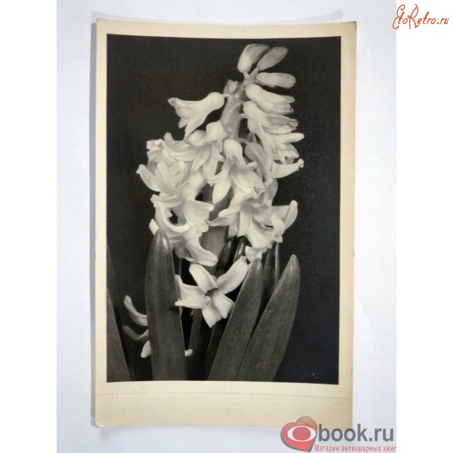 Ретро открытки - Черно-белая открытка Цветы