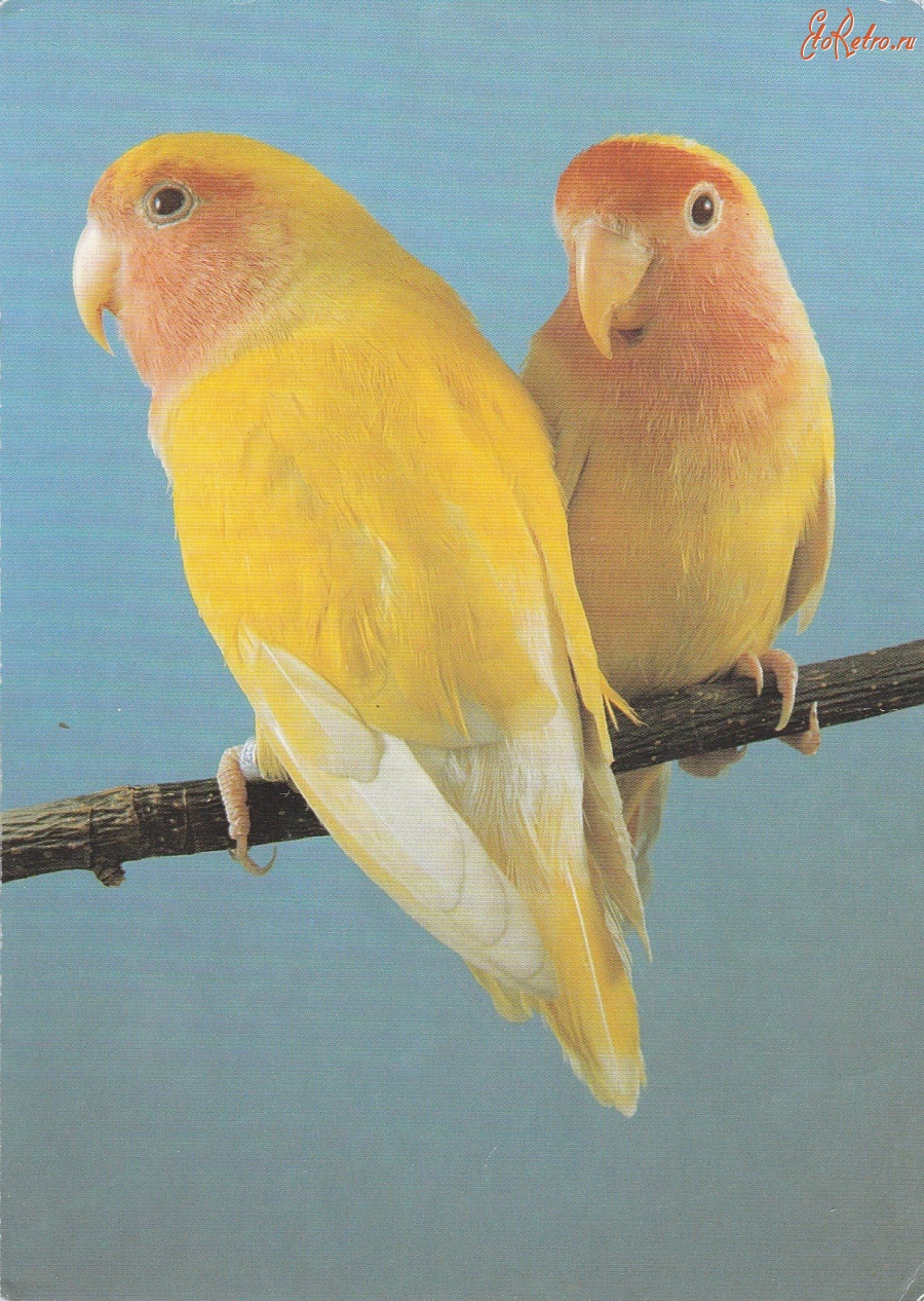 Ретро открытки - Попугайчики