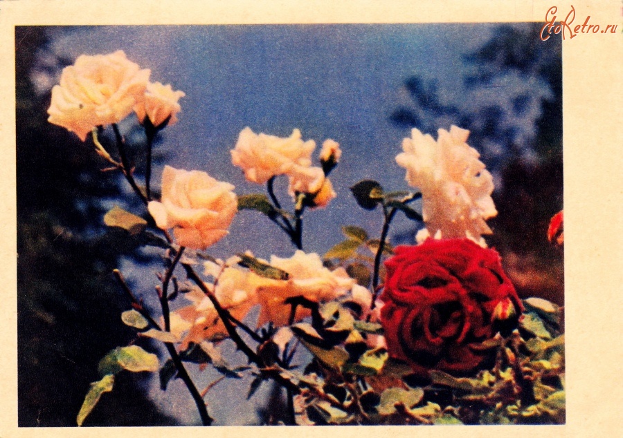 Ретро открытки - Розы