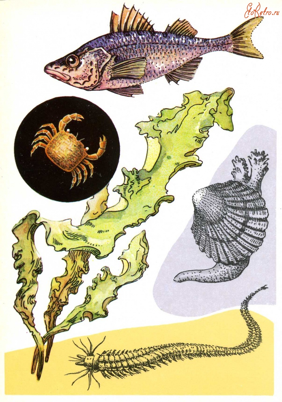 фауна азовского моря