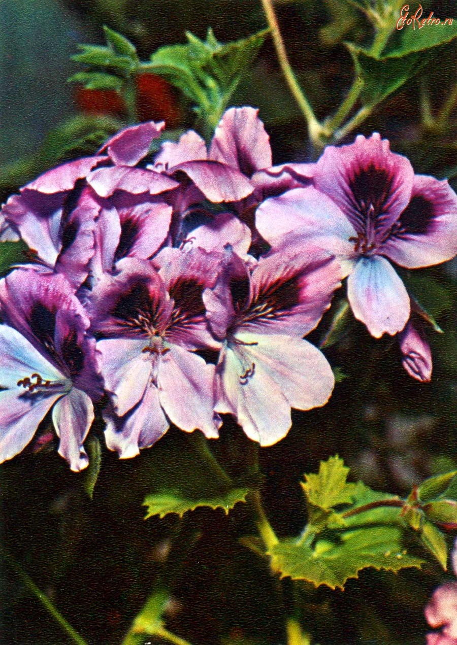 Пеларгония гибридная крупноцветковая