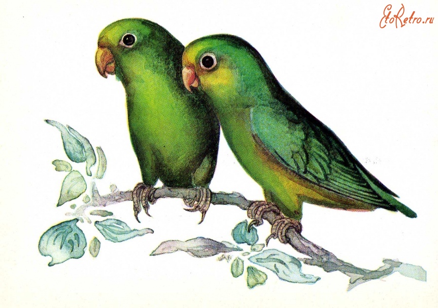 Ретро открытки - Воробьиный попугайчик.