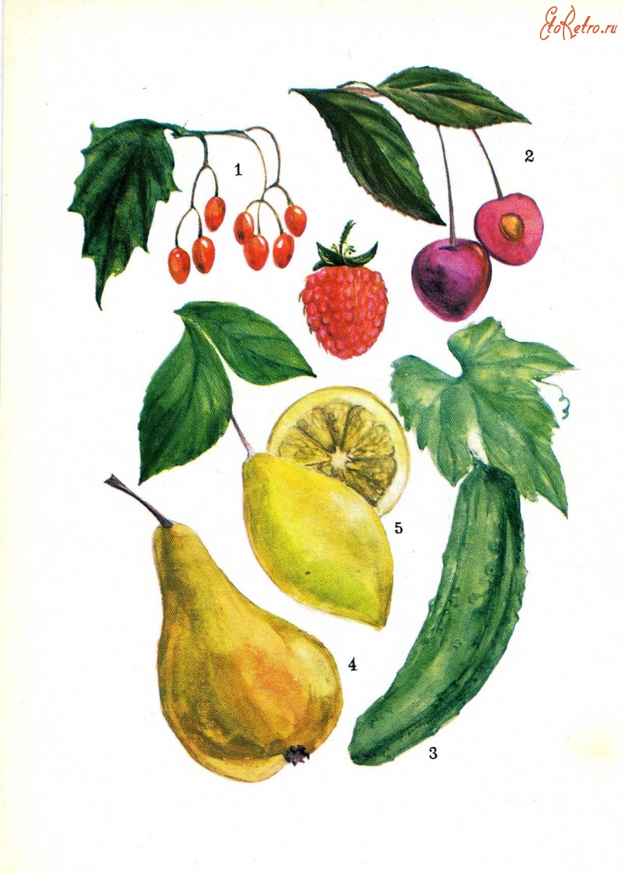 Зарисовка плодов