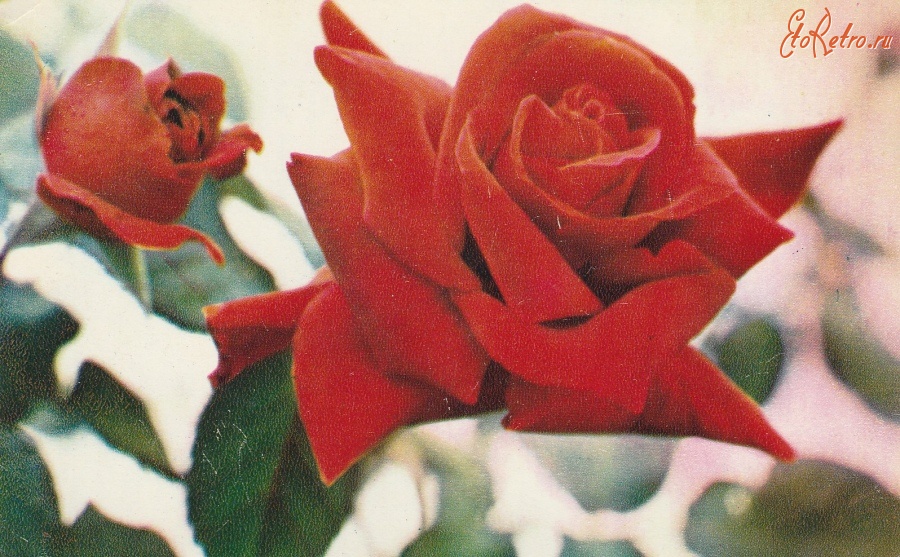 Ретро открытки - Красная роза.