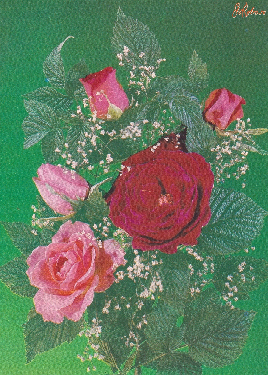 фото советских цветов