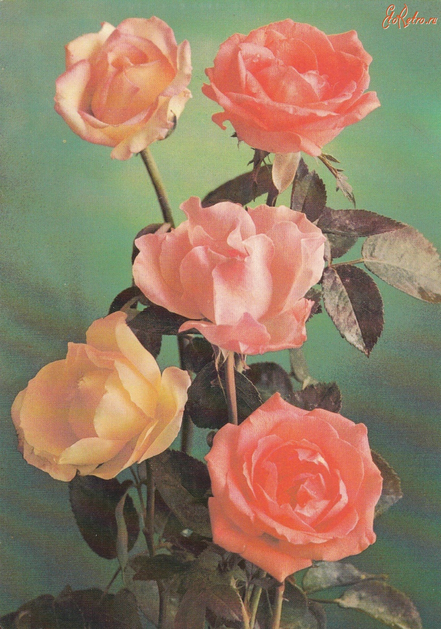 Ретро открытки - Розы.