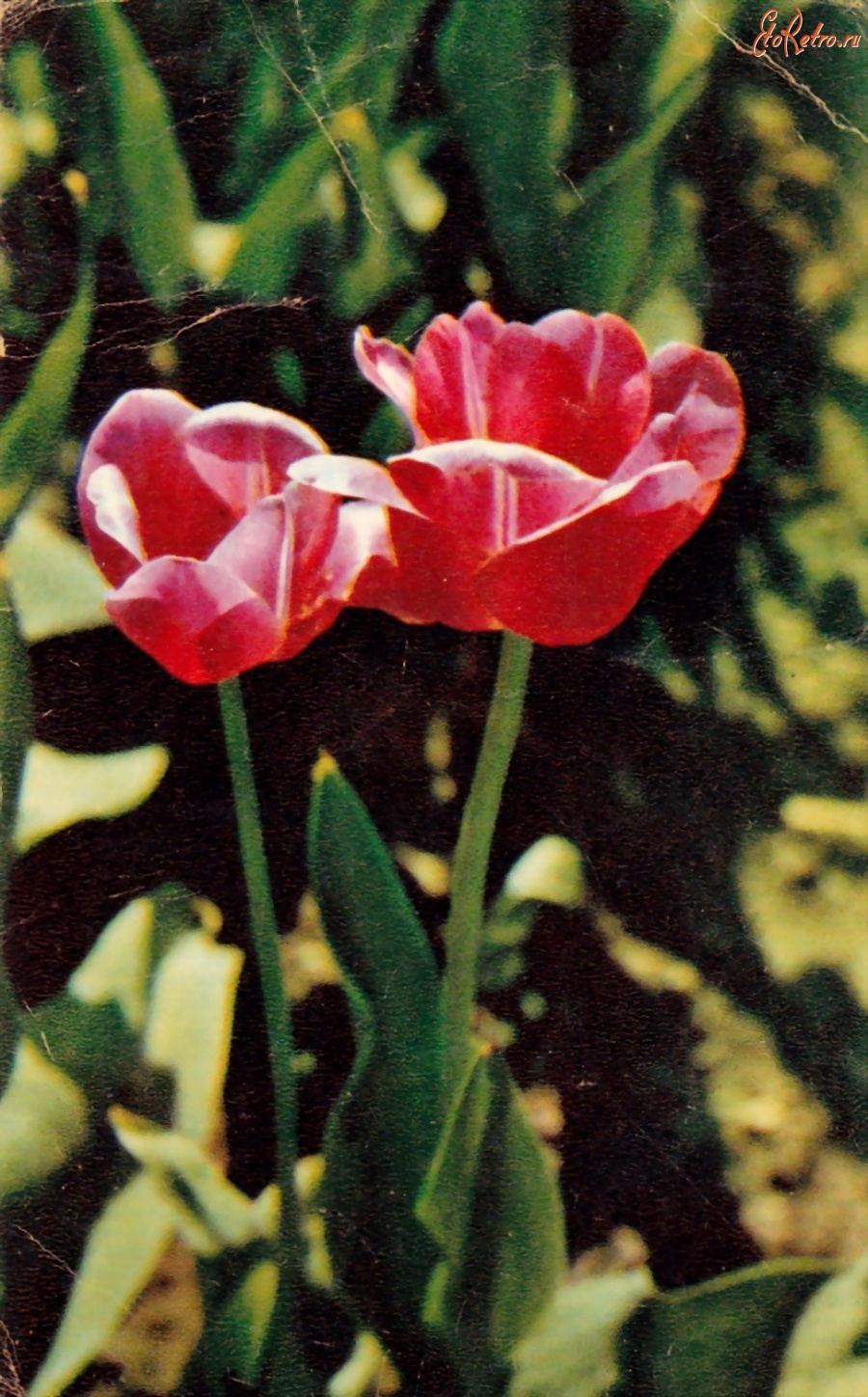 Ретро открытки - Тюльпаны