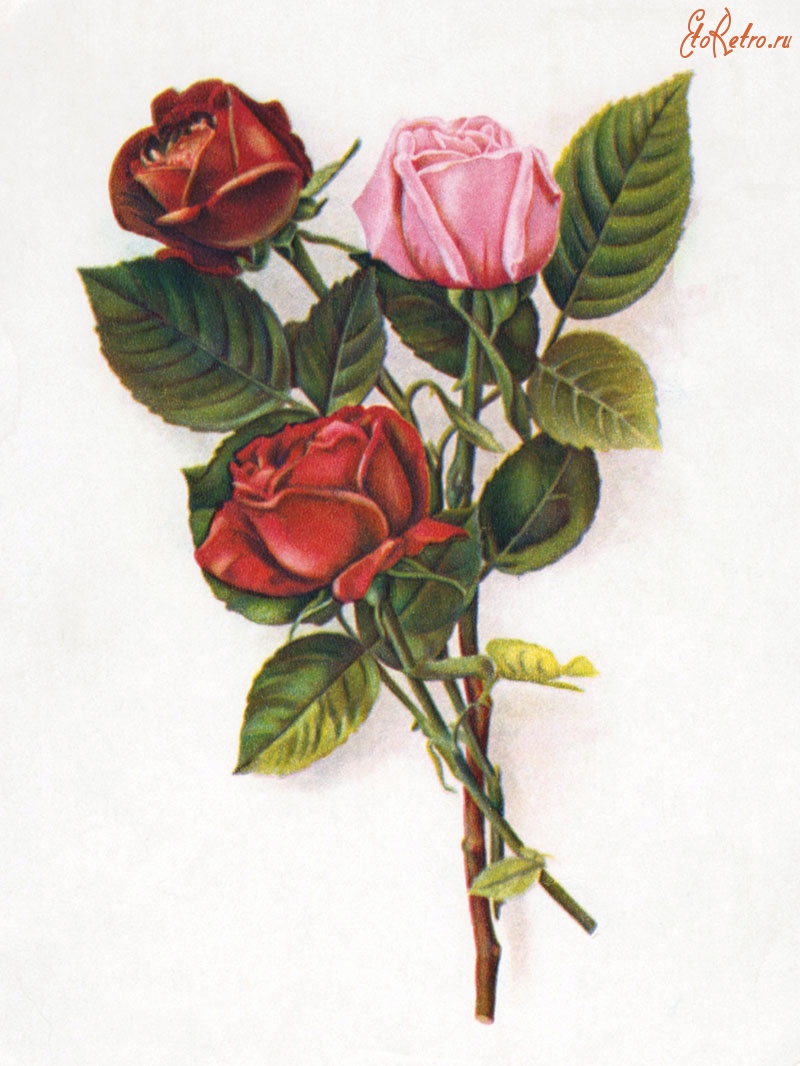 Ретро открытки - Розы 1955-56