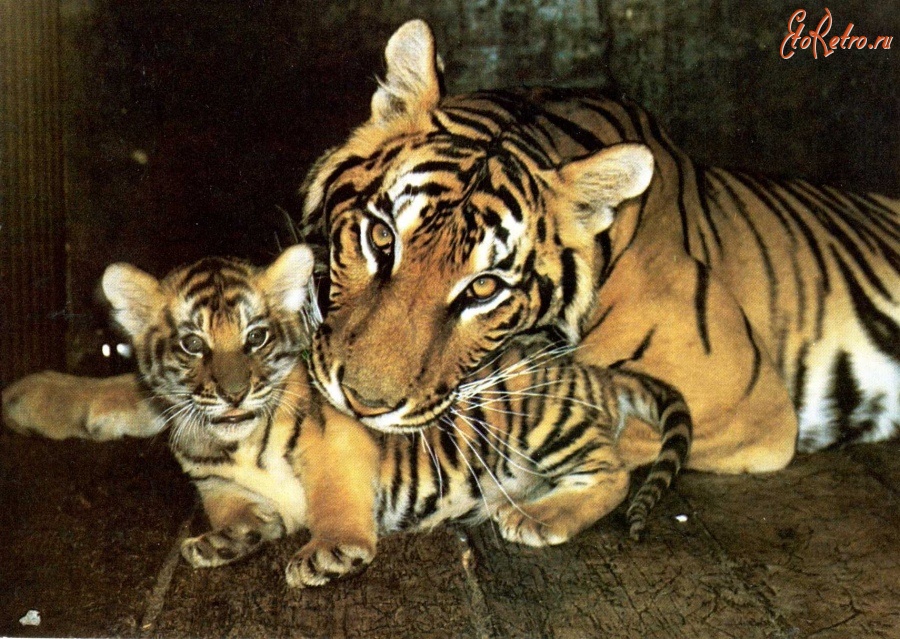 Ретро открытки - Семья бенгальских тигров.