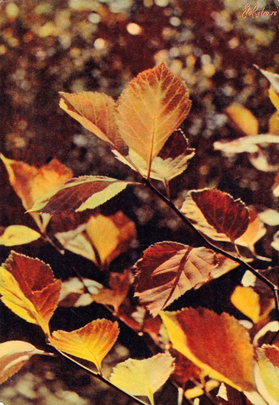 Ретро открытки - Листья вишневого боярышника