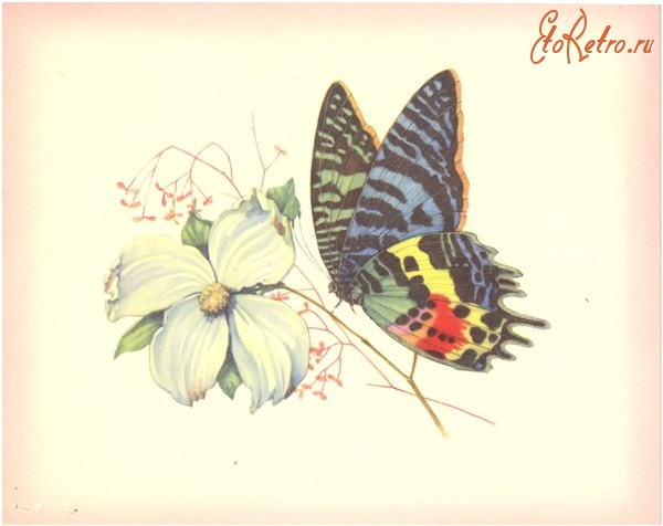 Красивые открытки женщине и картинки цветы и бабочки.