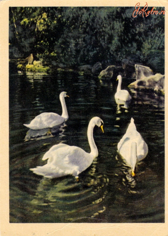 Лебеди открытки красивые - 42 фото