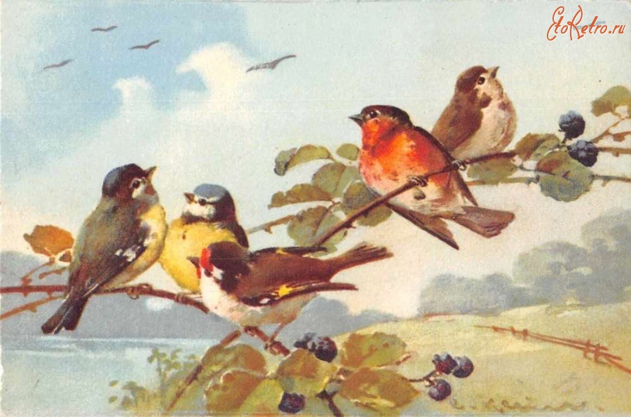 Ретро открытки - Птицы на ветке ежевики
