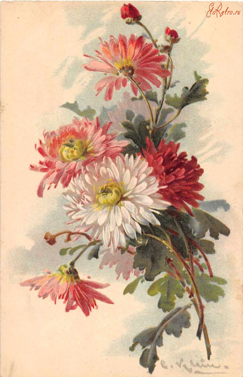 Ретро открытки - Белые и розовые хризантемы