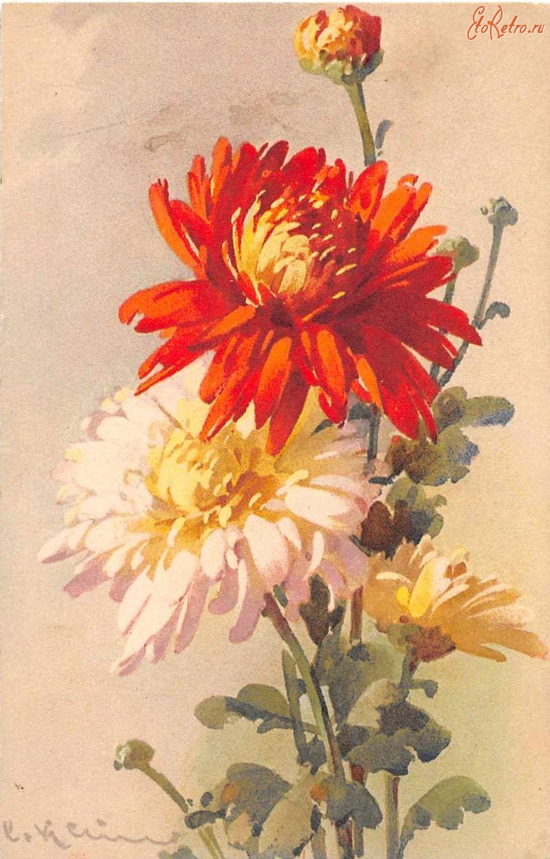 Ретро открытки - Оранжевые и белые хризантемы