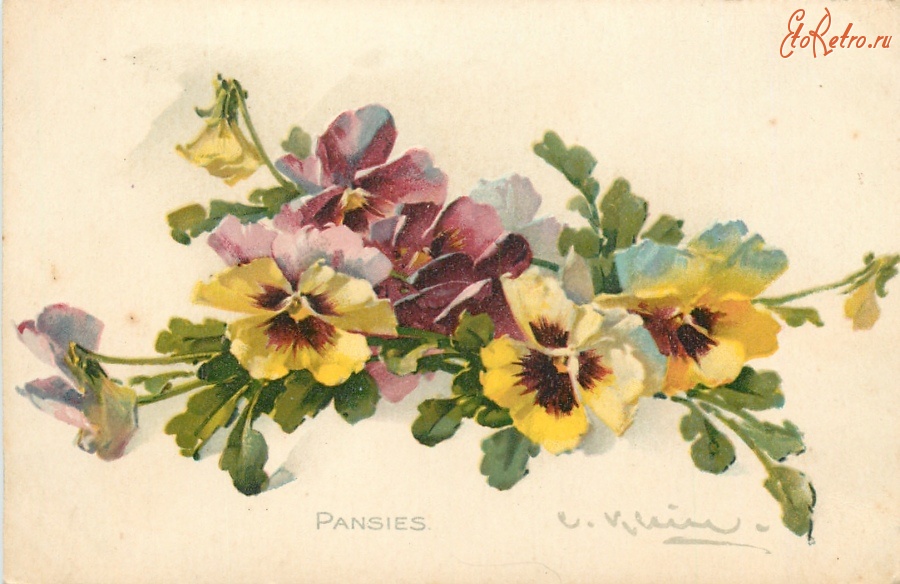 Ретро открытки - Среди цветов. Фиолетовые и жёлтые Анютины глазки