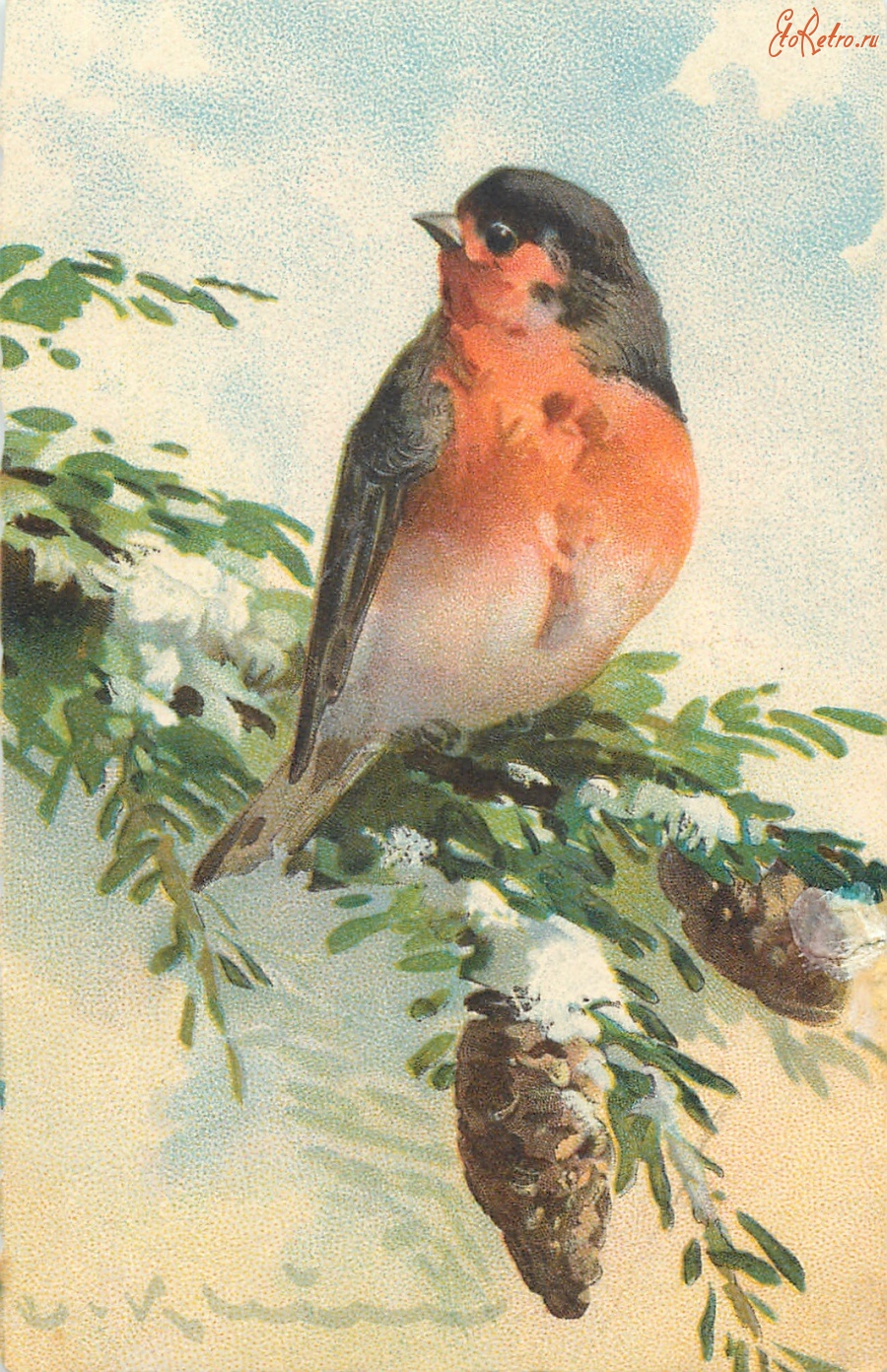 Ретро открытки - Красногрудая малиновка на ветке ели