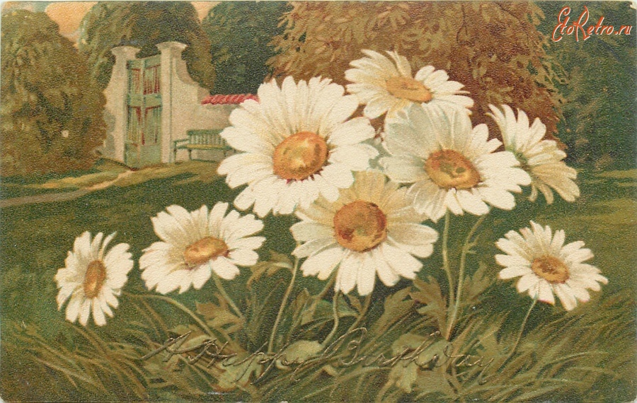Ретро открытки - Белые ромашки в старом саду