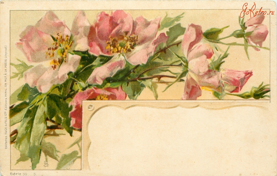 Ретро открытки - Розовый шиповник