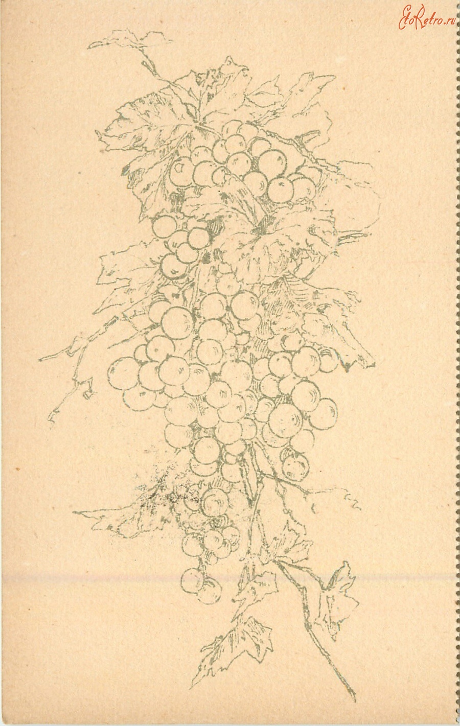 Ретро открытки - Натюрморт Грозди винограда