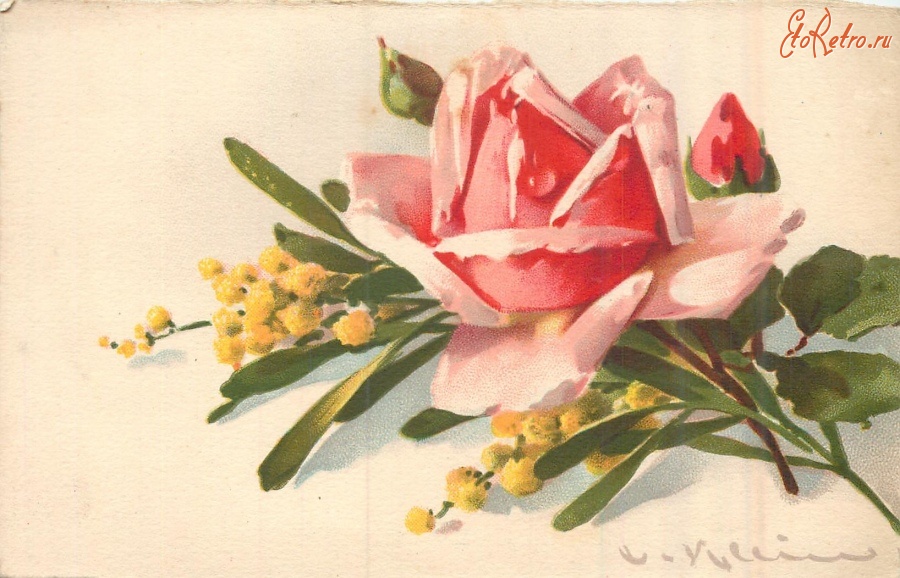 Ретро открытки - Роза с бутонами и ветка мимозы