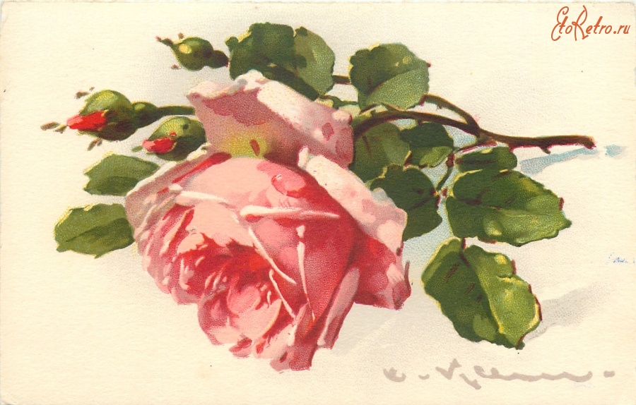 Ретро открытки - Роза с тремя бутонами