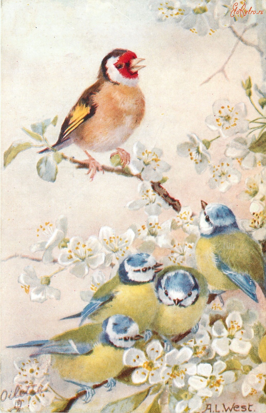 Ретро открытки - Красноголовый зяблик и лазоревки на цветущей ветке