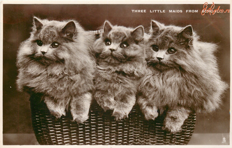 Ретро открытки - Персидские кошки. Три маленькие горничные из школы