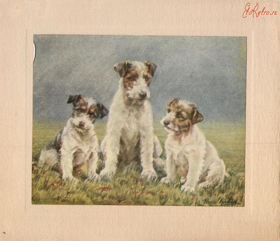 Ретро открытки - Три терьера на траве