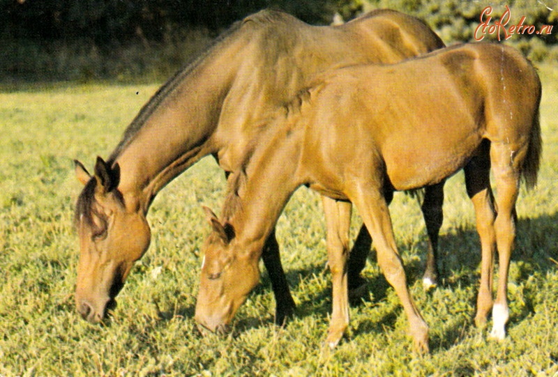 Ретро открытки - Национальный конный завод в Мошне