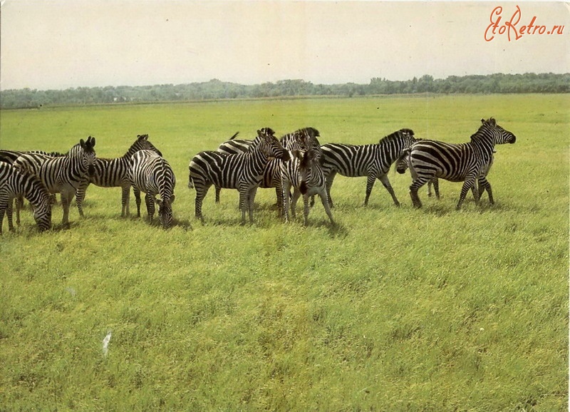 Ретро открытки - Стадо зебр