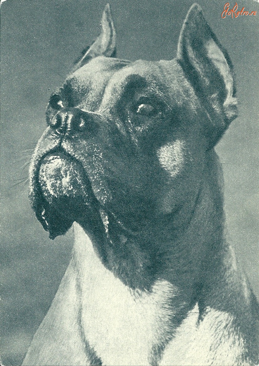 Ретро открытки - Фотографии собак с названиями пород, как их называли в 60-70 годах 20 столетия.