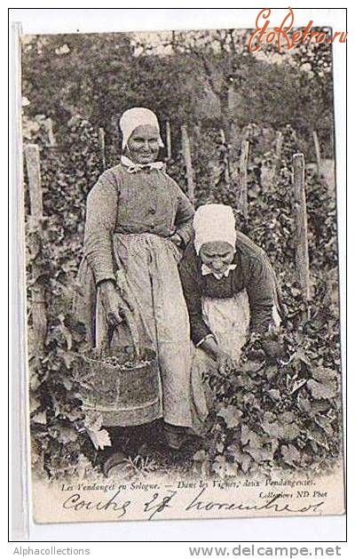 Ретро открытки - Ретро-поштівка.  Франція. Старі жінки збирають ягоди.