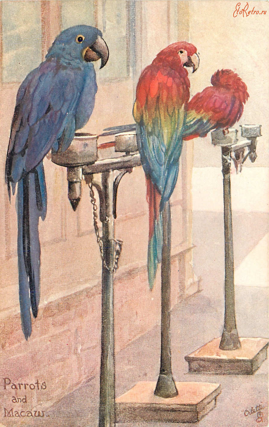 Ретро открытки - Попугаи, Парро и Макау