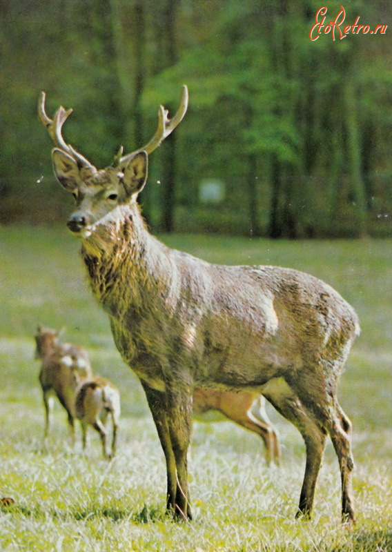 Ретро открытки - Благородный олень