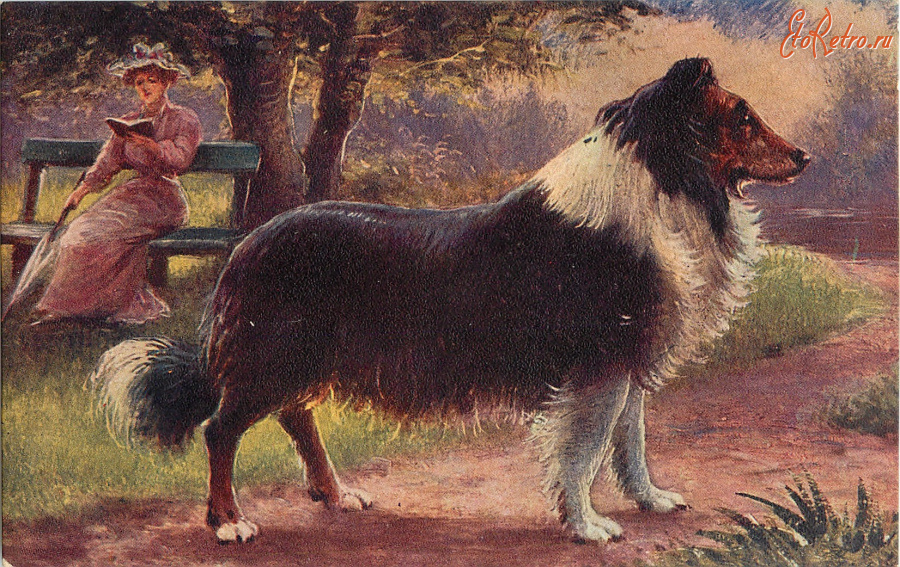 Ретро открытки - Ожидание колли. Шотландская овчарка. Портрет собаки