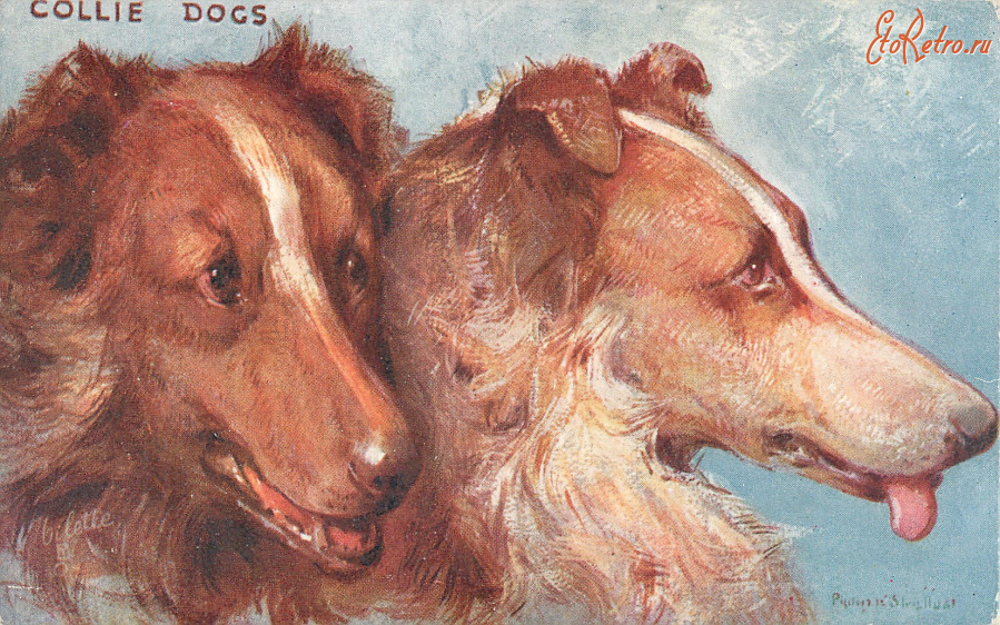 Ретро открытки - Колли. Шотландская овчарка. Портрет собаки