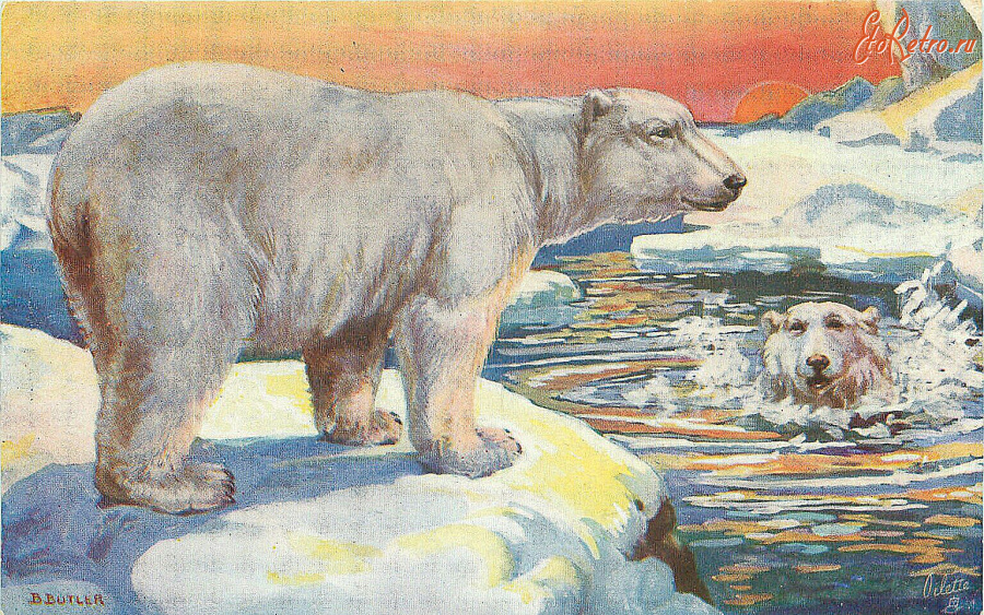 Ретро открытки - Б. Батлер. Белый медведь
