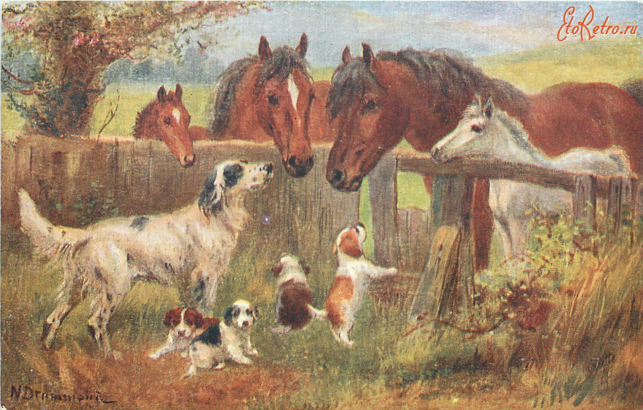 Ретро открытки - Нора Драммонд. Сеттер со щенками и лошади с жеребятами