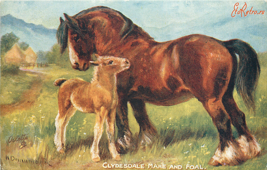 Ретро открытки - Нора Драммонд. Лошадь и жеребёнок из Клайдесдейла, Шотландия