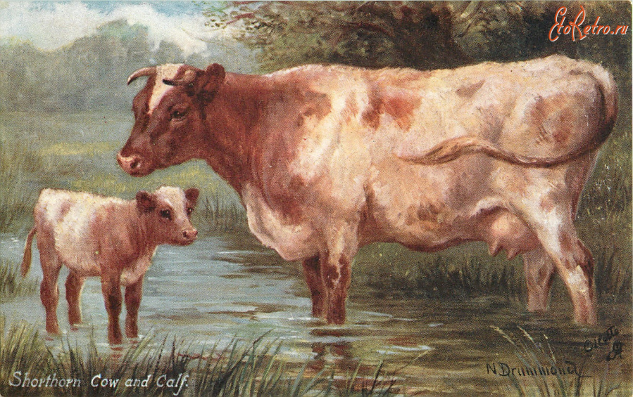 Ретро открытки - Нора Драммонд. Шортхорнская корова и телёнок на водопое