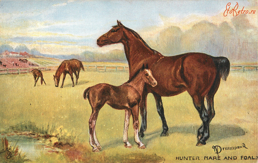 Ретро открытки - Нора Драммонд. Охотничья лошадь и жеребёнок на пастбище