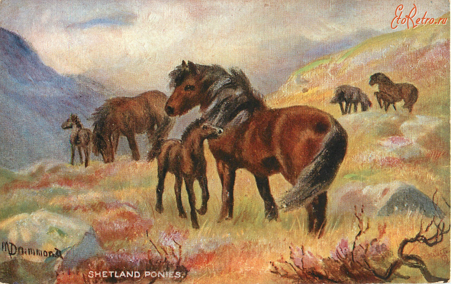 Ретро открытки - Нора Драммонд. Шетландские пони с жеребятами