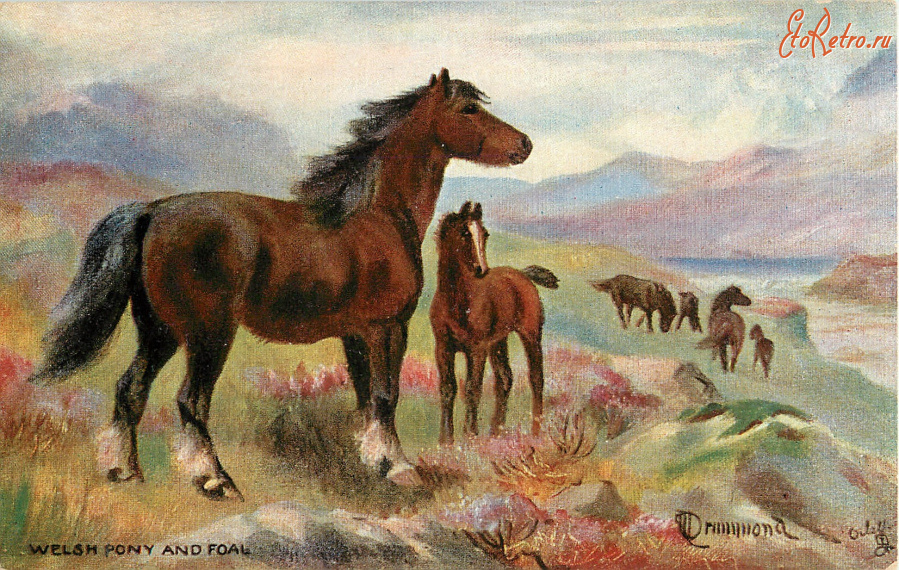 Ретро открытки - Нора Драммонд. Валлийские пони с жеребятами на горном пастбище