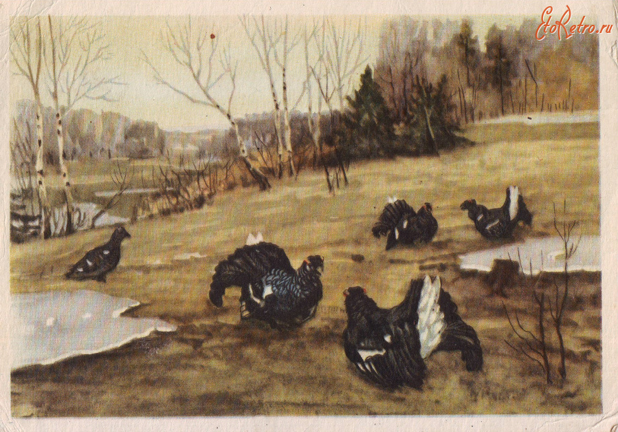 Ретро открытки - Весна.Тетеревиный ток.